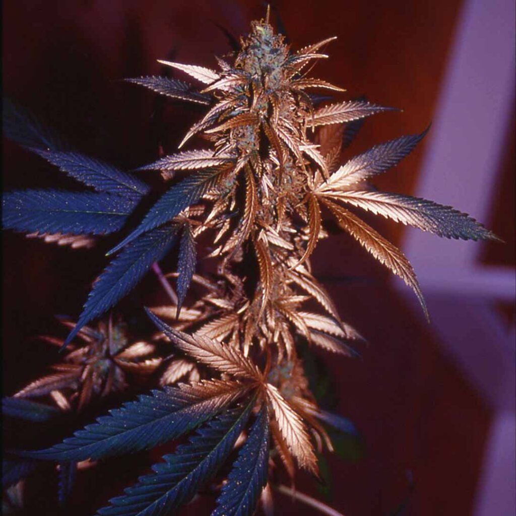 Weed vom Cannaswisscup mit gold lack besprüht