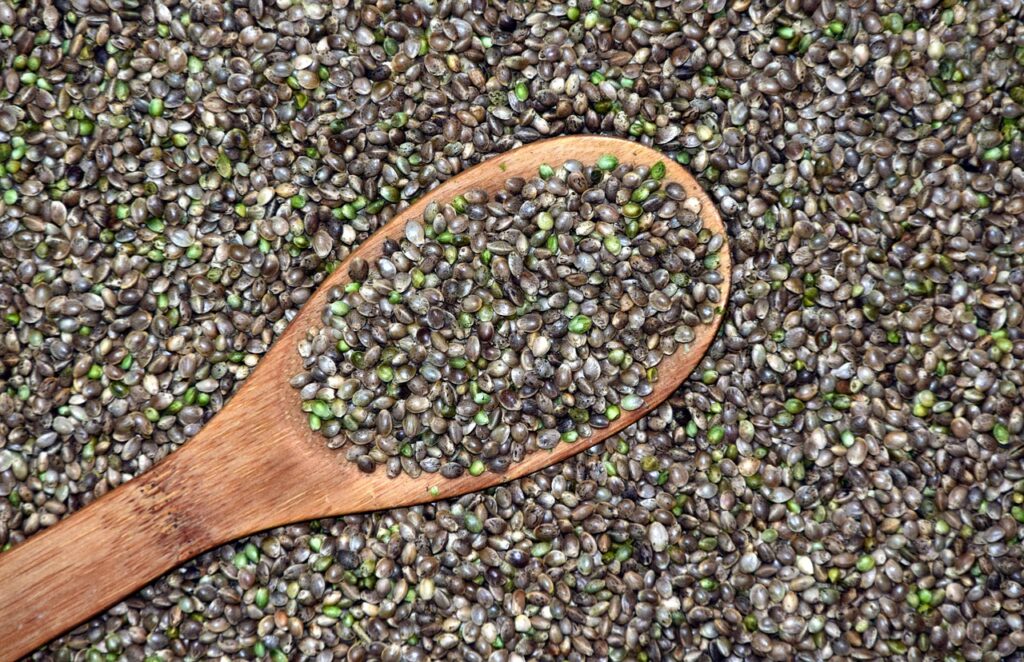 A large amount of unprocessed hemp seeds.