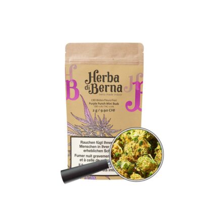 Purple Purple Indoor CBD Blüten – kompakte violette Indoor-Blüten mit 12 % CBD und fruchtig-süßem Aroma