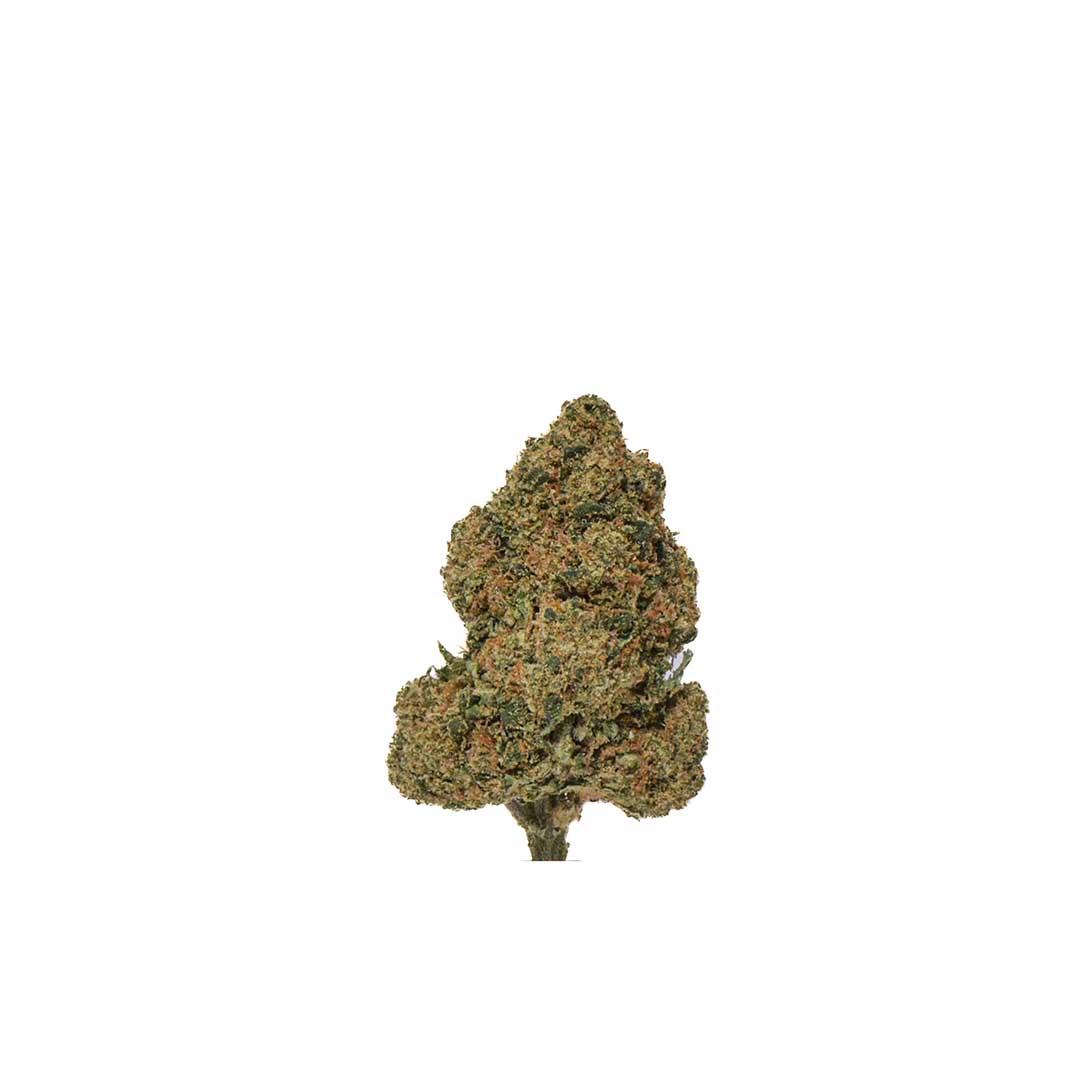 Fleur de CBD Premium Mango Rambo Indoor de Herba di Berna