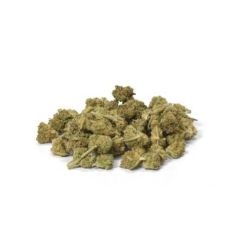 Gros plan sur les fleurs compactes de CBD pour les clients qui souhaitent acheter des Mango Rambo Mini Buds, en mettant l'accent sur l'arôme tropical.