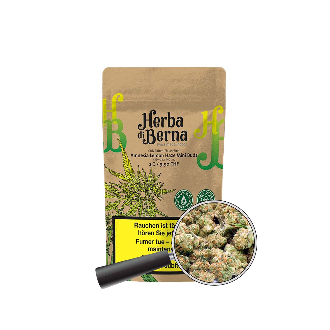 Amnesia Lemon Haze Mini-Buds (2 g) – kompakte und hochwertige Cannabisblüten von herba di berna schweiz