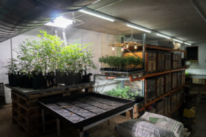 Hall de production de Herba di Berna avec de jeunes plants de chanvre