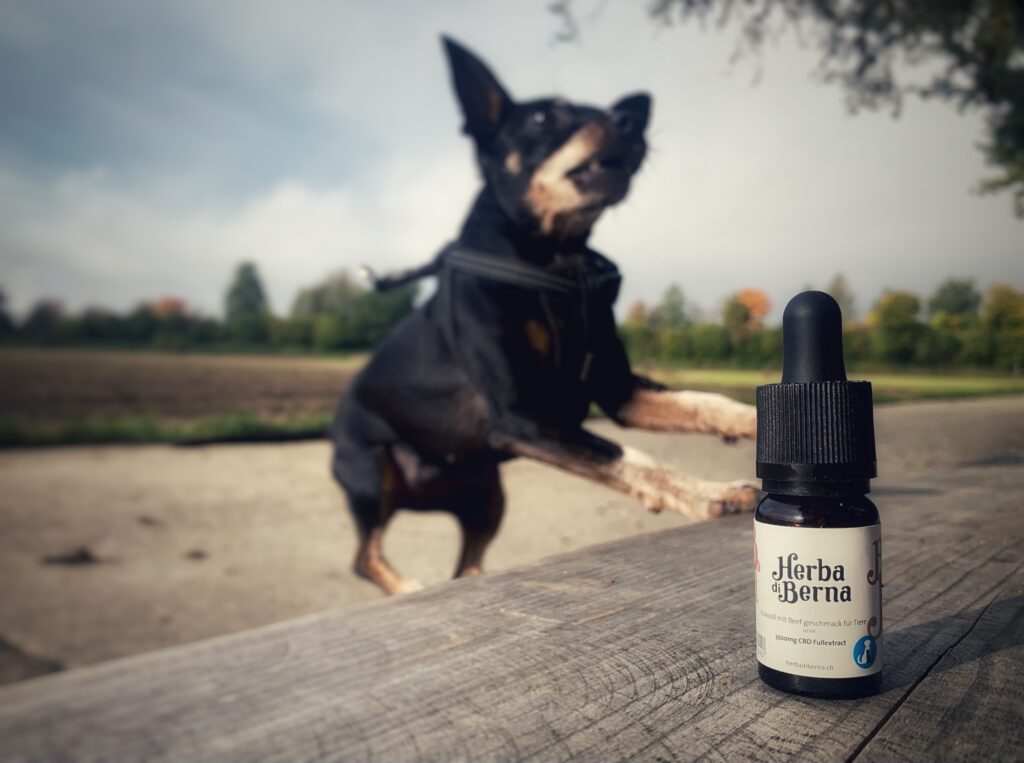 CBD Hunde Öl und die Beruhigende wirkung