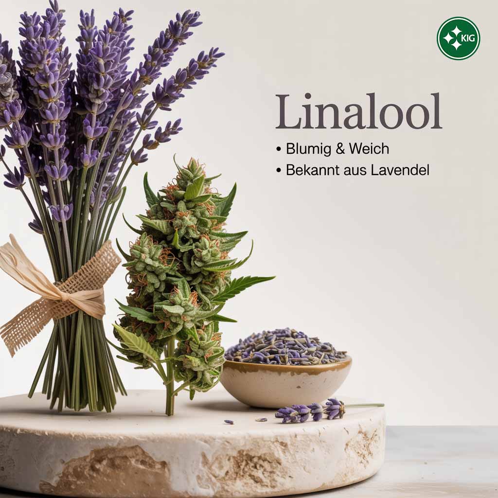 Photo réaliste, doucement éclairée, d'une fleur de cannabis posée à côté d'une lavande violette fraîche. Le texte dans l'image est "LINALOOL" et décrit le parfum comme "floral, doux, légèrement sucré". Une note supplémentaire dans l'image explique que "ces terpènes n'apparaissent jamais isolément, mais toujours en combinaison".  