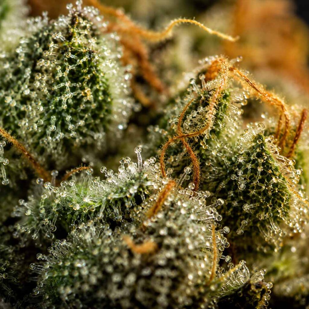 A close-up photo of a resin-rich cannabis flower with visible trichomes, used as the base for CBD hash in Switzerland.