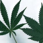 Cannabis Sativa vs. Indica