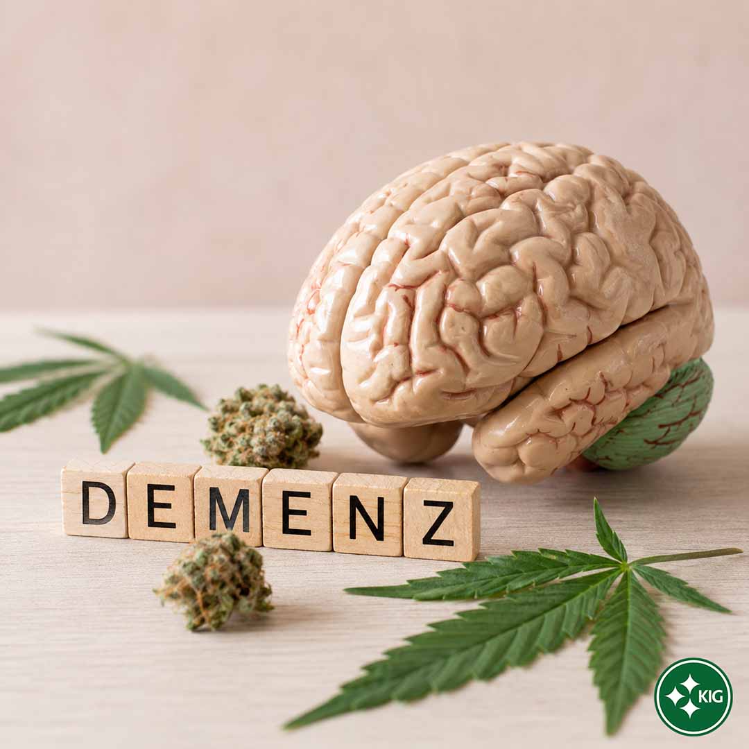 Gehirnmodell mit Cannabisblättern und CBD-Blüten als Symbol für Forschung zu CBD bei Demenz in der Schweiz