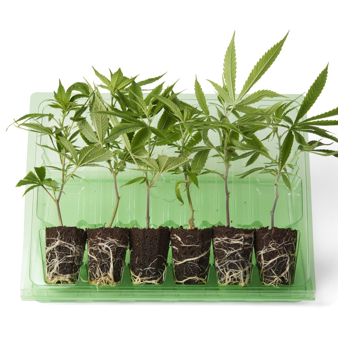 Schonend und transportsicher verpackte Blueberry Hanfstecklinge, bereit für den Versand in der Schweiz.