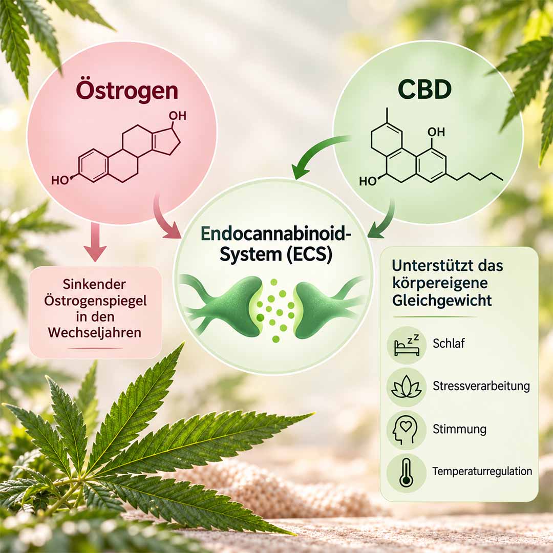 Wissenschaftliche Studien aus der Schweiz untersuchen, wie pflanzliches CBD mit dem Endocannabinoid-System und dem Hormonhaushalt interagiert.