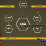 CBG : La « mère des cannabinoïdes