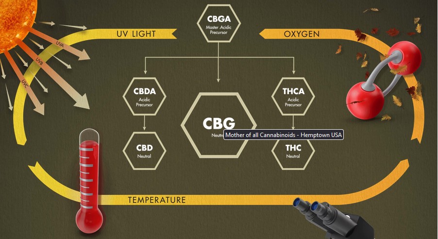 CBG: la “madre dei cannabinoidi