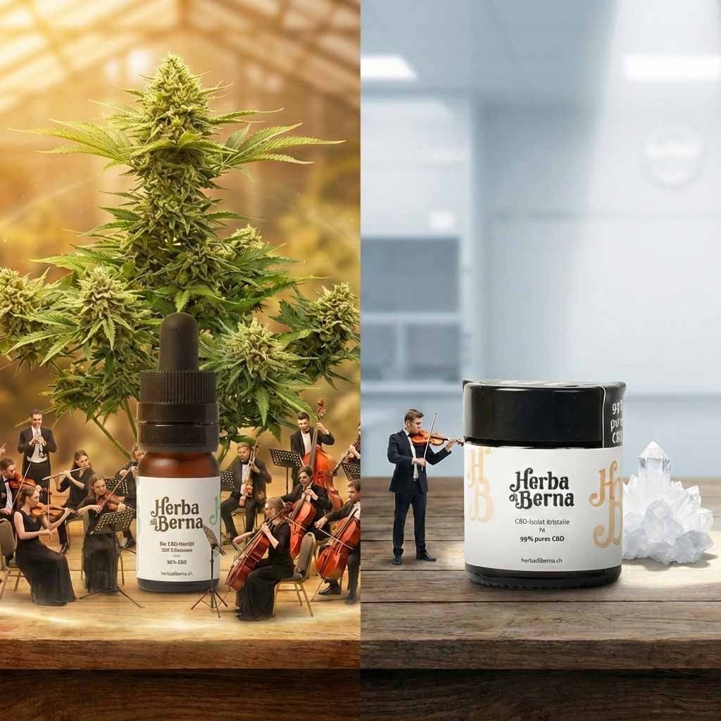 Comparaison de l'effet Entourage : à gauche, l'huile de CBD à spectre complet Herba di Berna avec orchestre, à droite, l'isolat de CBD pur en solo.