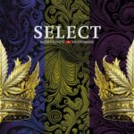 Herba di Berna SELECT: Premium CBD Blüten aus nachhaltigem Anbau für das beste Weed und Cannabis
