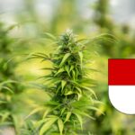 Soletta chiede la legalizzazione del THC