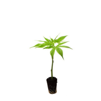 Eine extrem kompakte und harzige CBD Blüte der Strawberry Cheese Cake Genetik, gewachsen unter natürlichem Sonnenlicht.