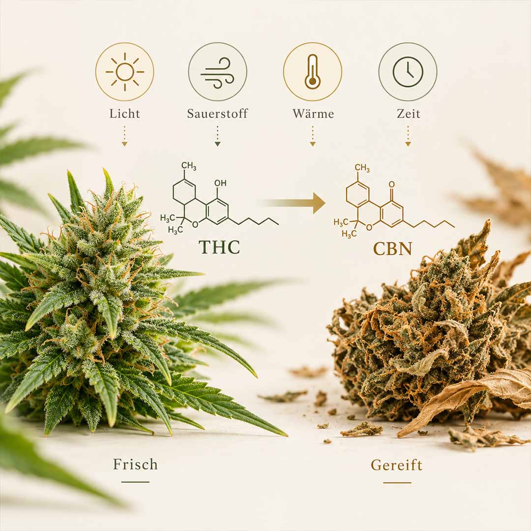 Diagram showing the formation of cannabinol from THC through light, oxygen, heat, and time